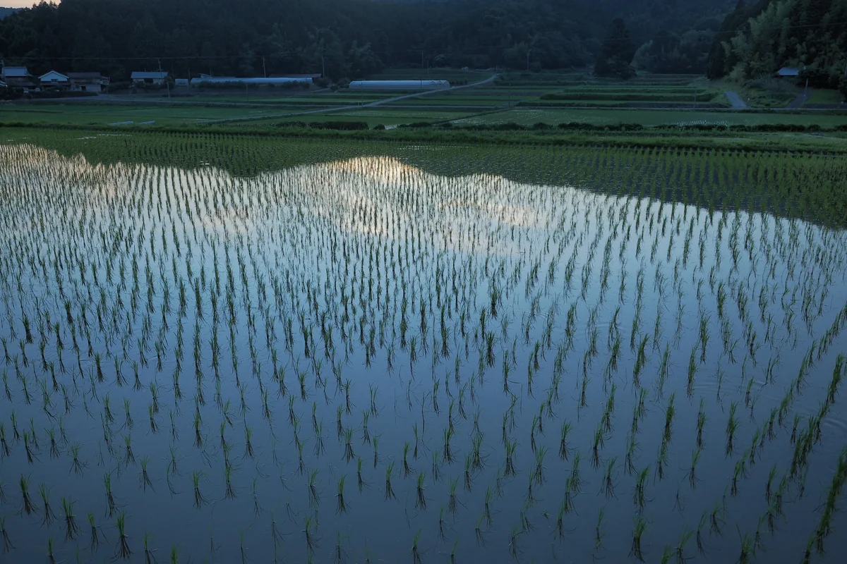 投稿写真：夕暮れの田んぼ