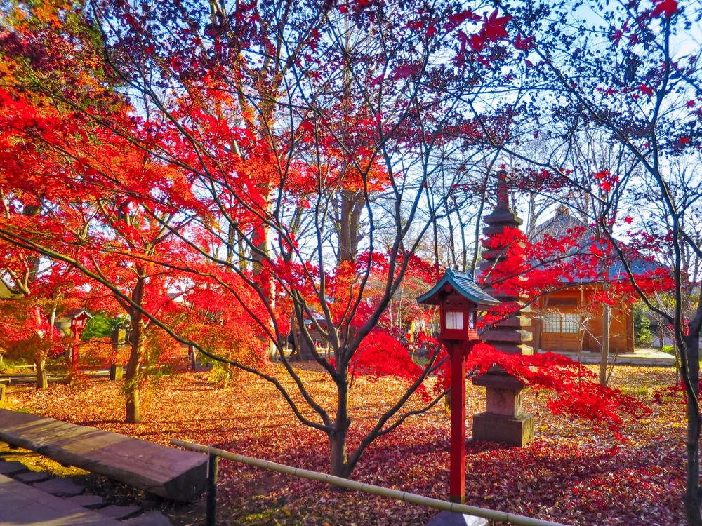 投稿写真：見納めの紅葉