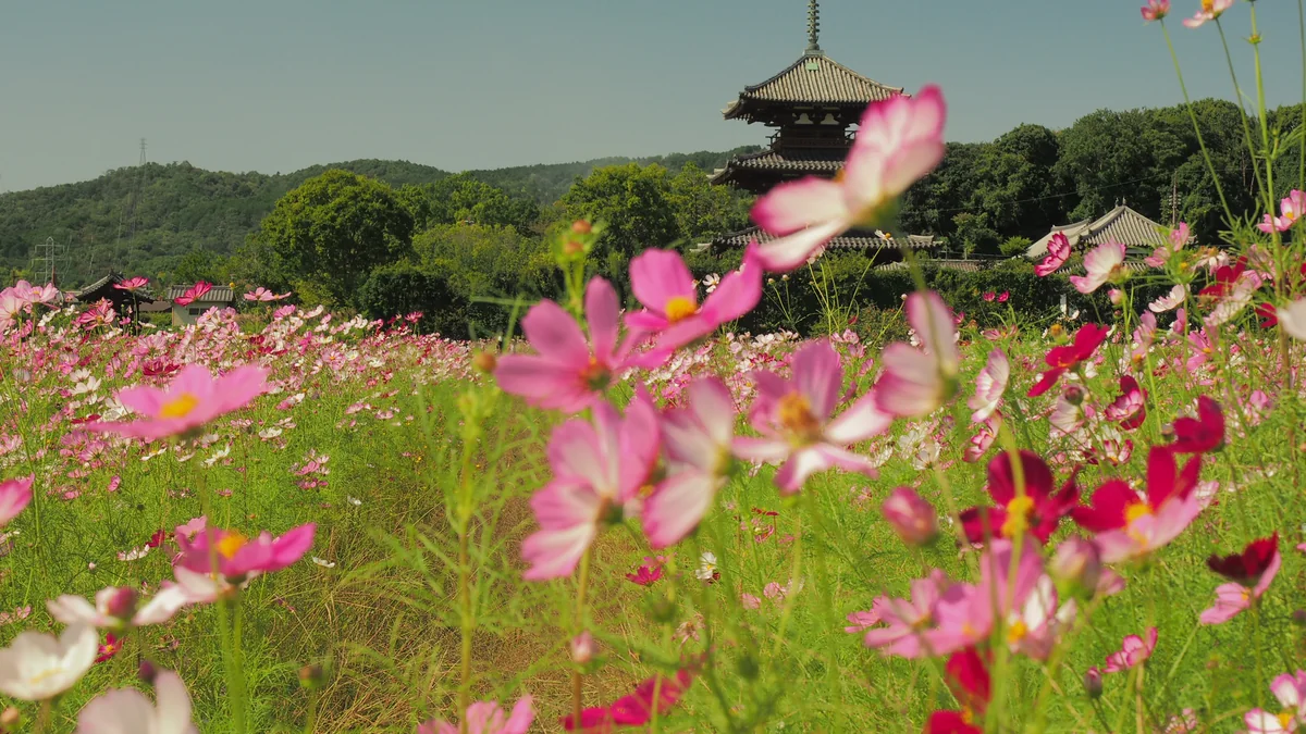 投稿写真：法起寺三重塔とコスモス