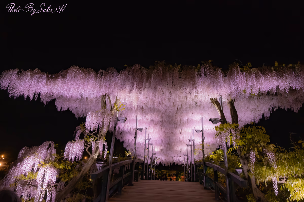 投稿写真：ピンク