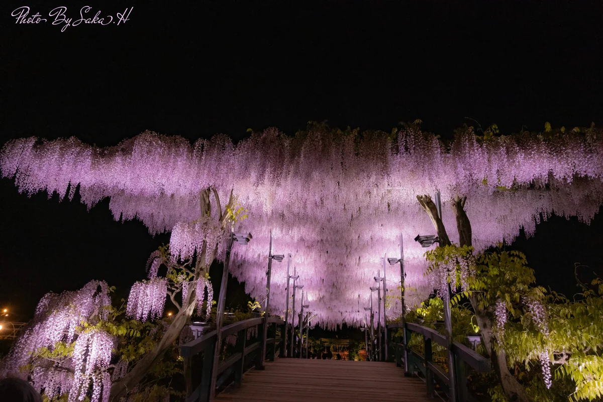 投稿写真：ピンク