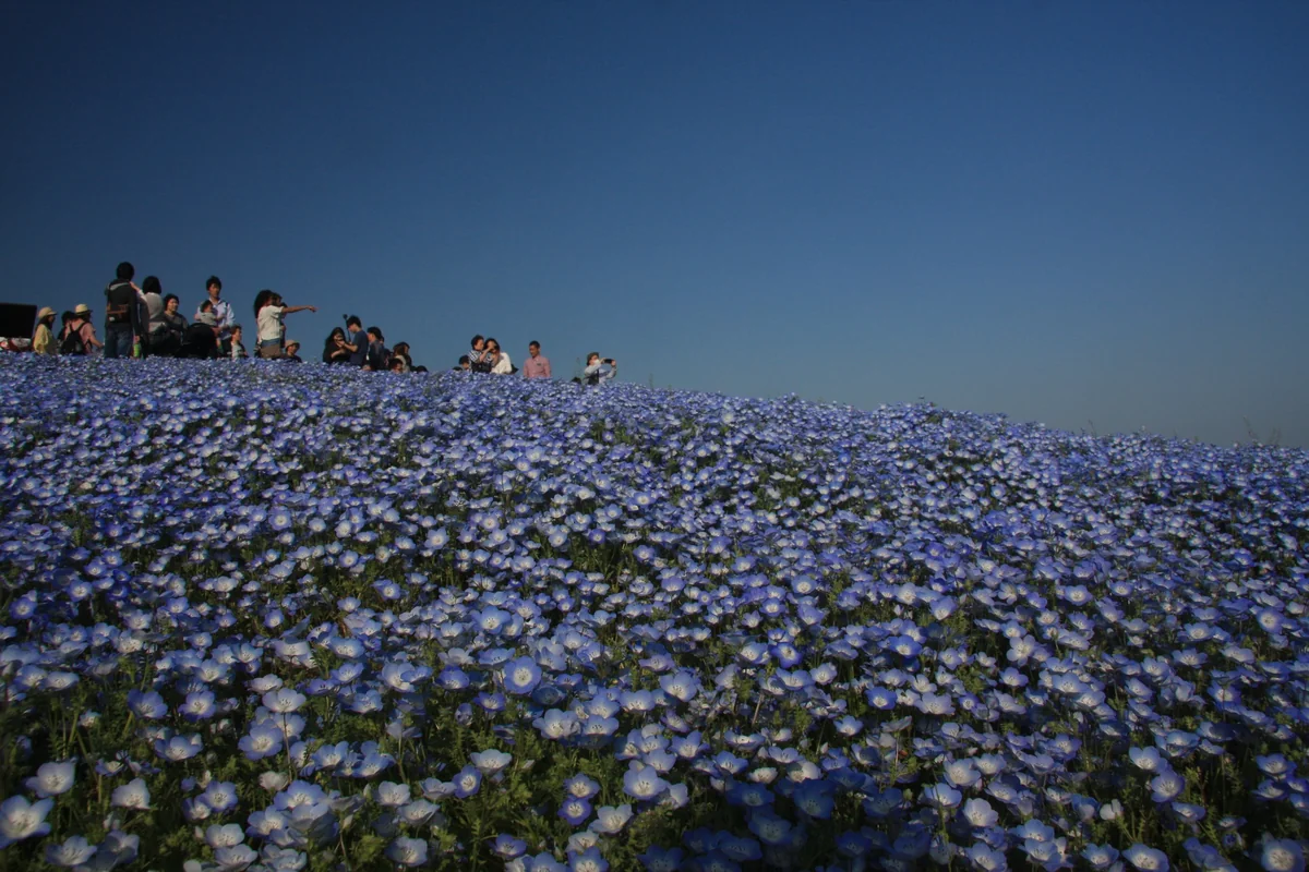 投稿写真：ひたち海浜公園