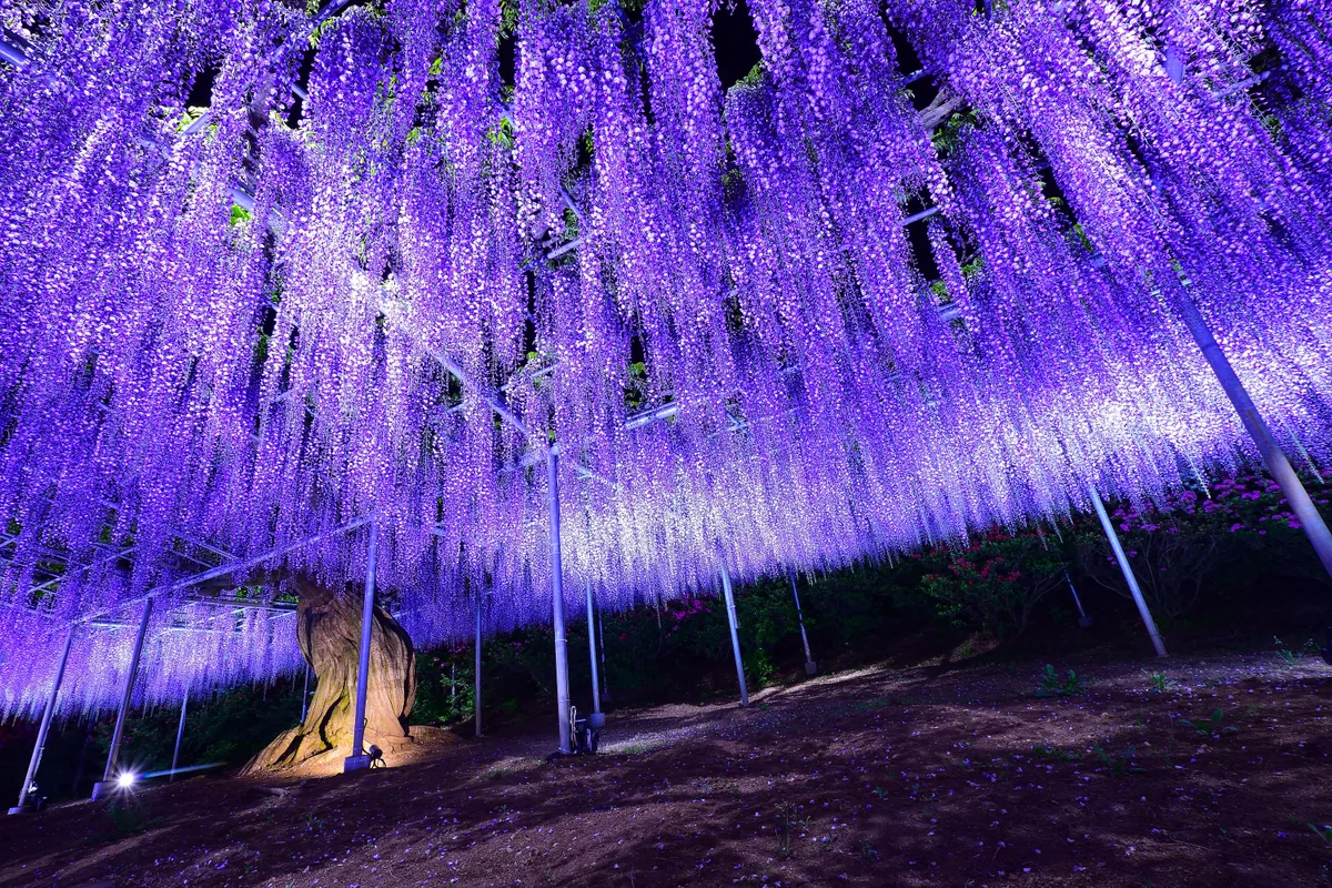 投稿写真：ライトアップ