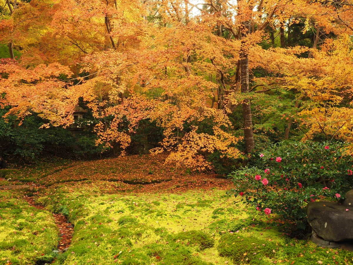 投稿写真：瑠璃光院　秋の庭