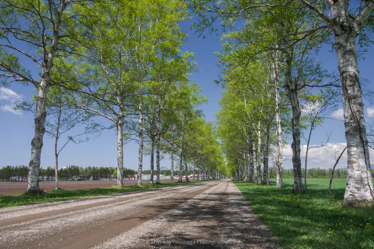 投稿写真：新緑の白樺並木