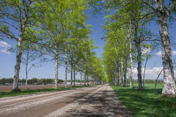 投稿：新緑の白樺並木