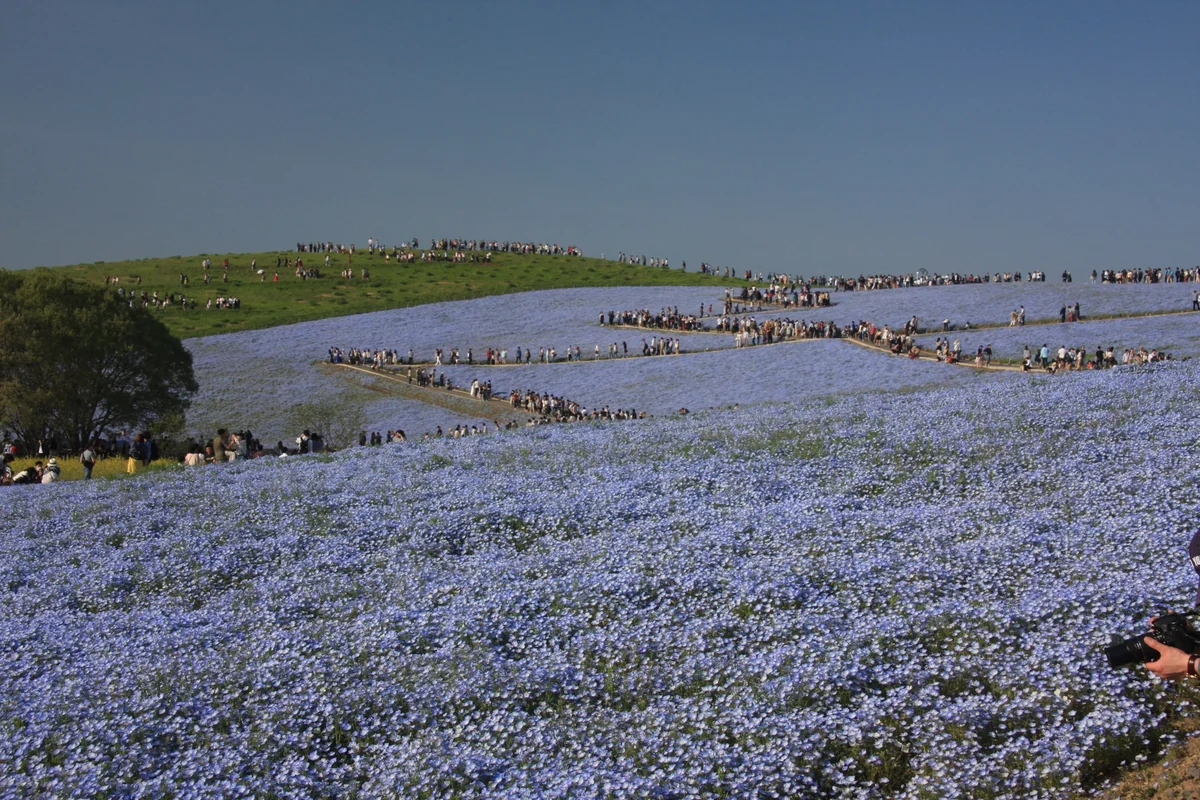 投稿写真：ひたち海浜公園