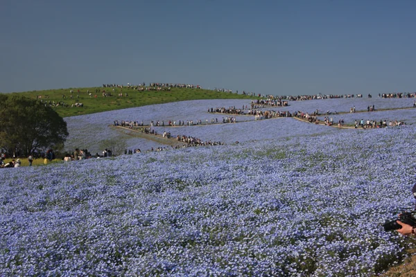 投稿：ひたち海浜公園