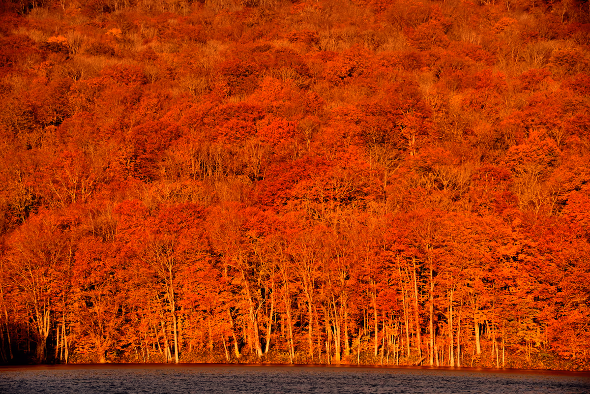 投稿写真：燃ゆる紅葉