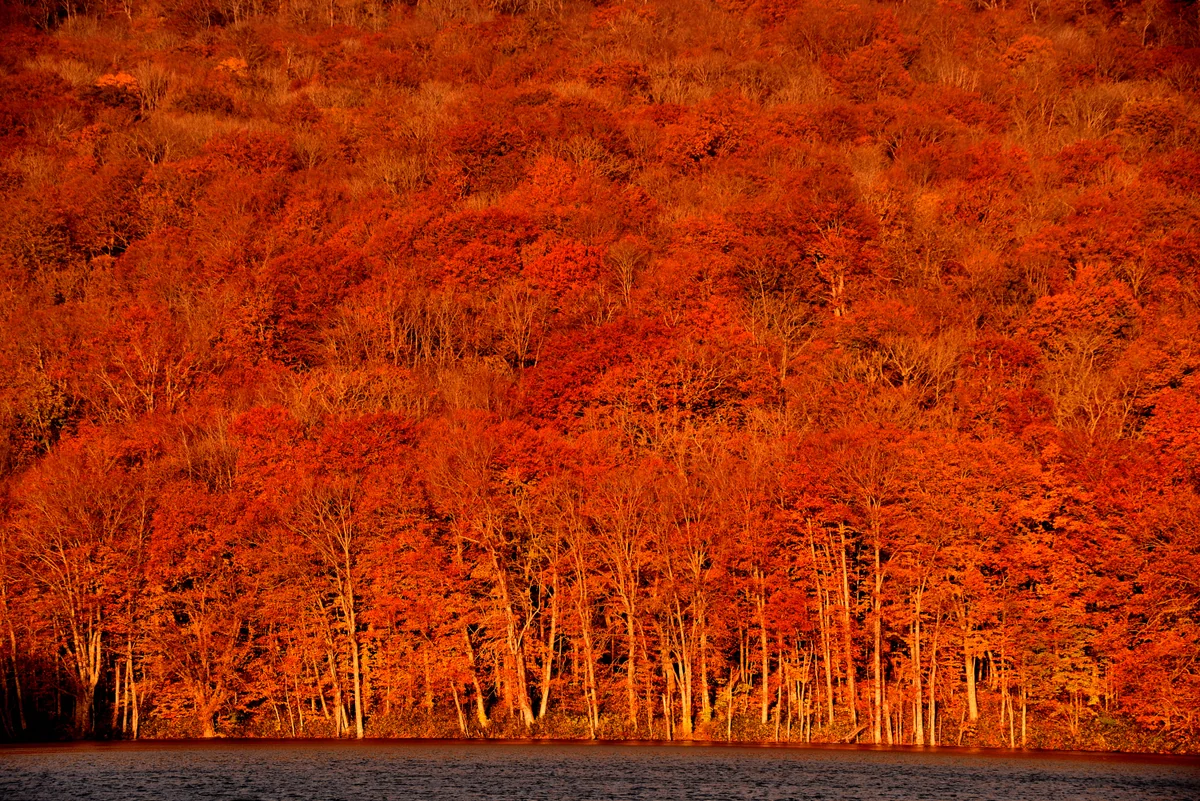 投稿写真：燃ゆる紅葉