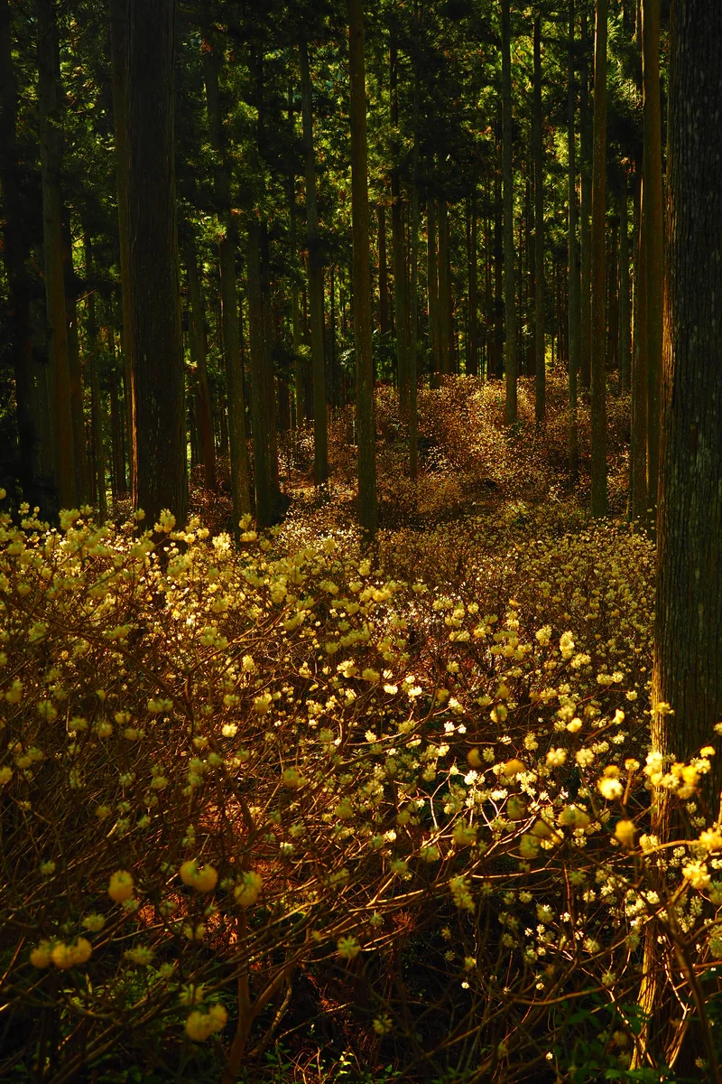 投稿写真：ミツマタの群落