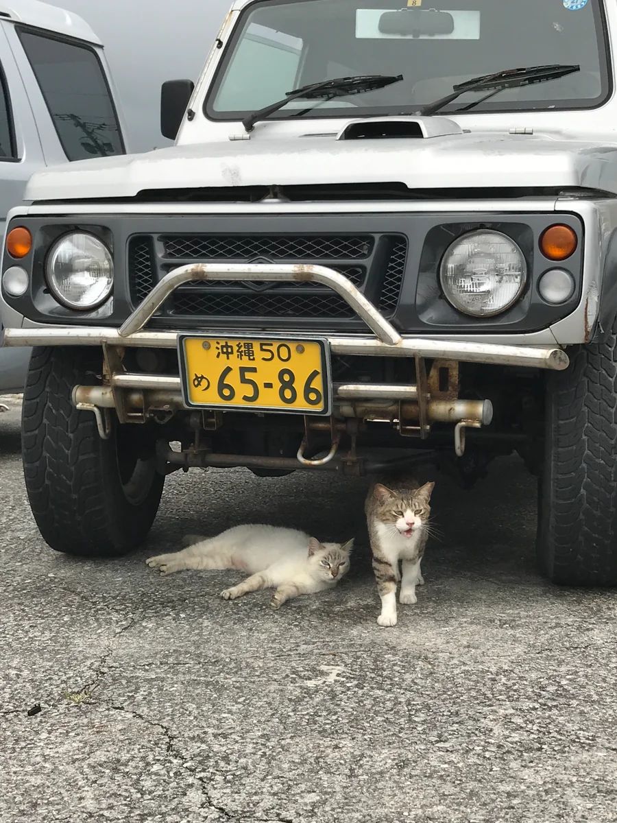 投稿写真：奥武島の猫