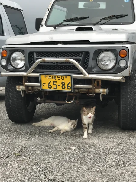投稿：奥武島の猫