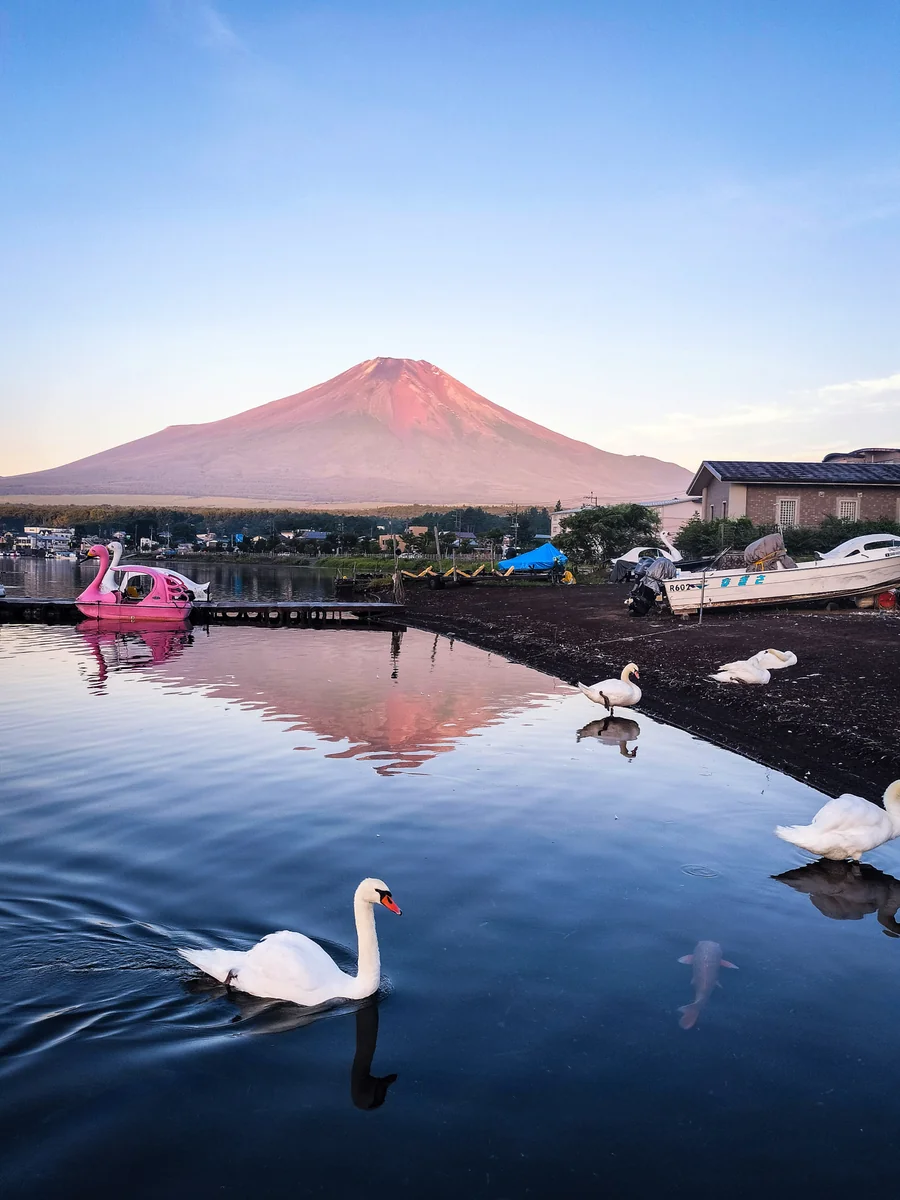 投稿写真：白鳥と逆さ赤富士