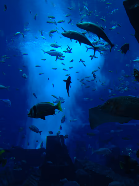 投稿：ドバイ　ロストチェンバー水族館