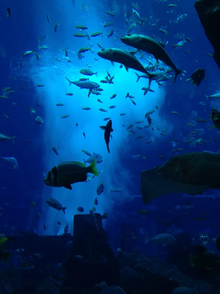 投稿：ドバイ　ロストチェンバー水族館