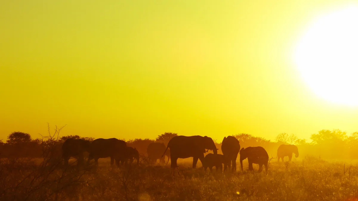 投稿写真：エトーシャの象たち