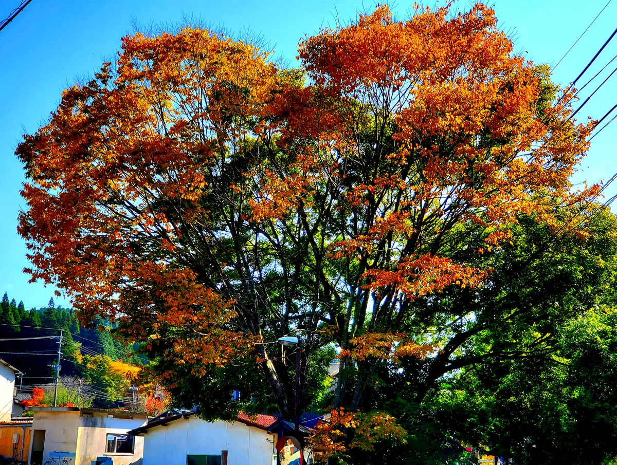 投稿写真：秋のハートツリー