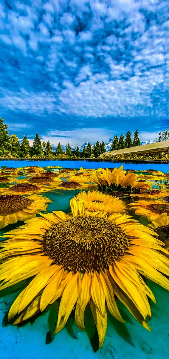 Redさんの投稿写真