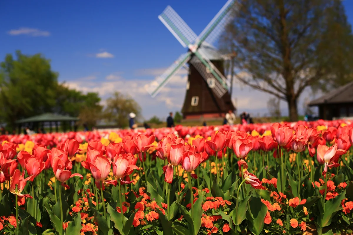 投稿写真：チューリップ🌷