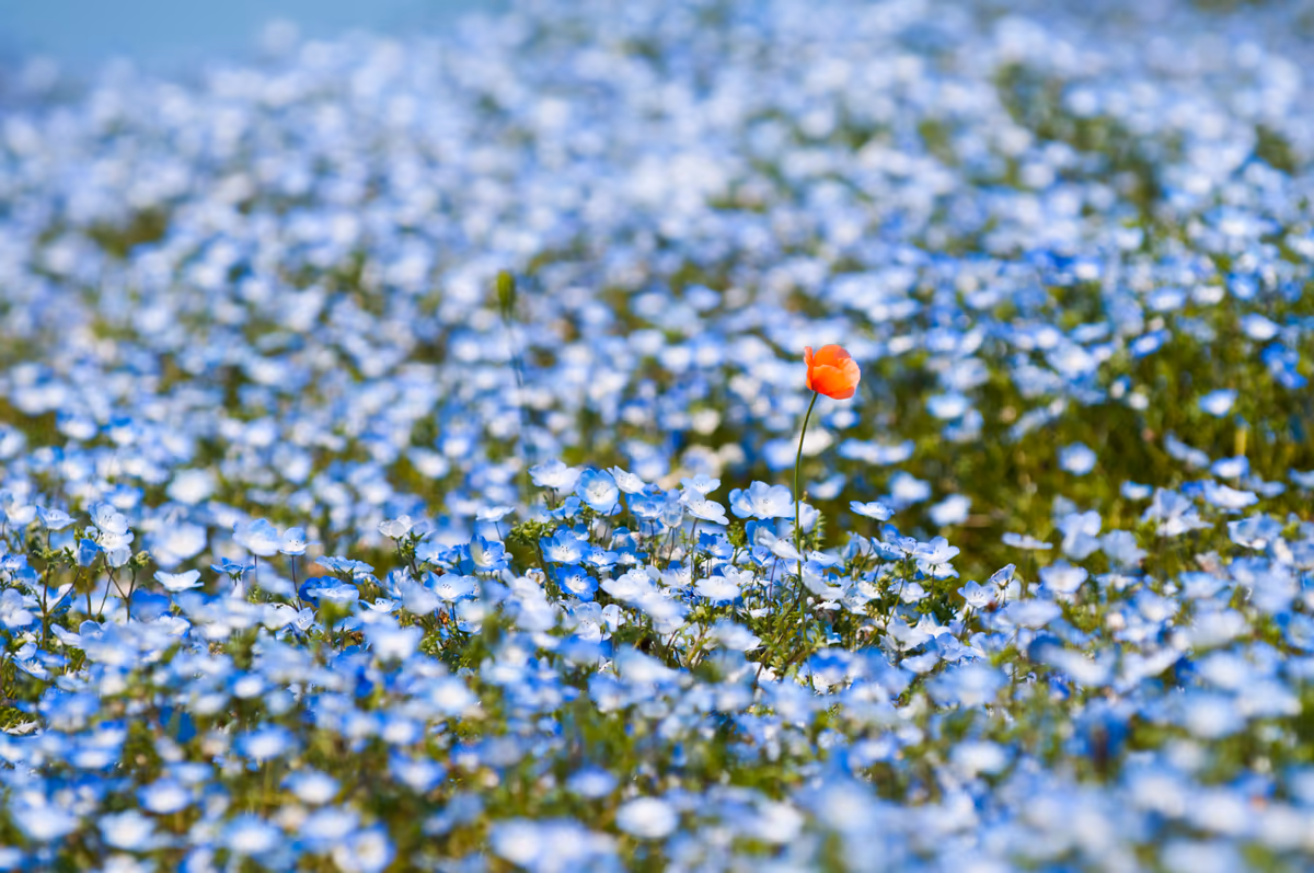 投稿写真：ひたち海浜公園・ネモフィラ
