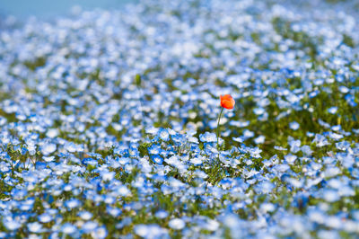 投稿：ひたち海浜公園・ネモフィラ