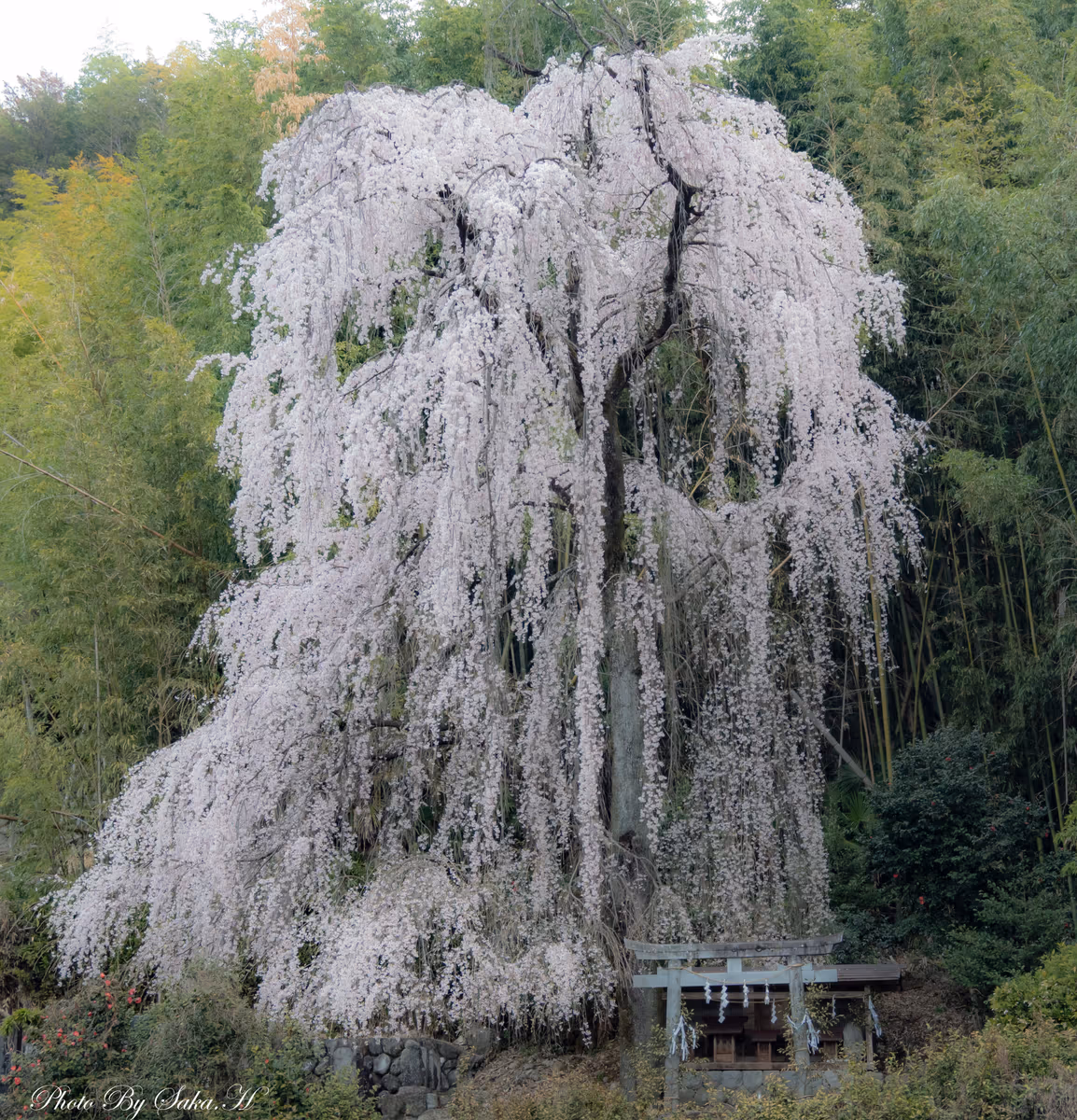 投稿写真：桜瀑布