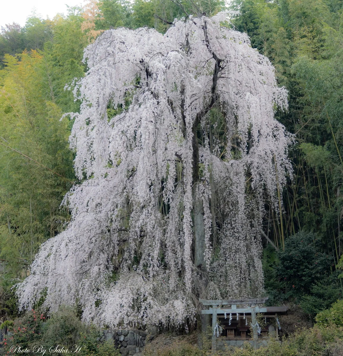 投稿写真：桜瀑布