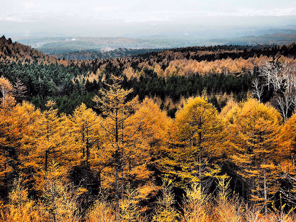 投稿写真：樹海の紅葉