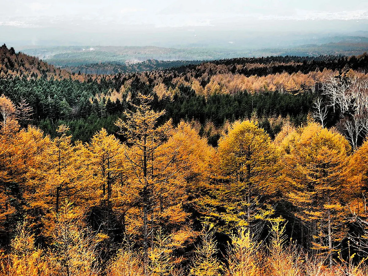 投稿写真：樹海の紅葉