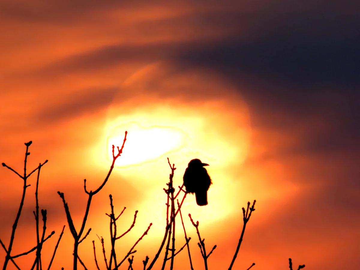 投稿写真：朝焼けバックのシルエット