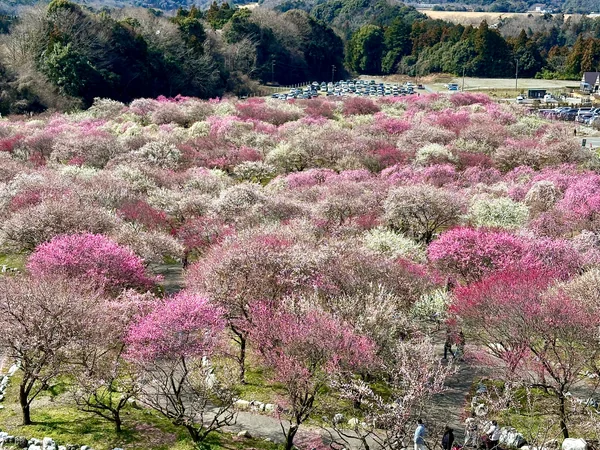 投稿：いなべ梅林公園