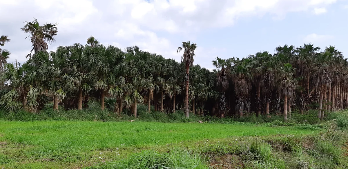 投稿写真：巨大なシュロ