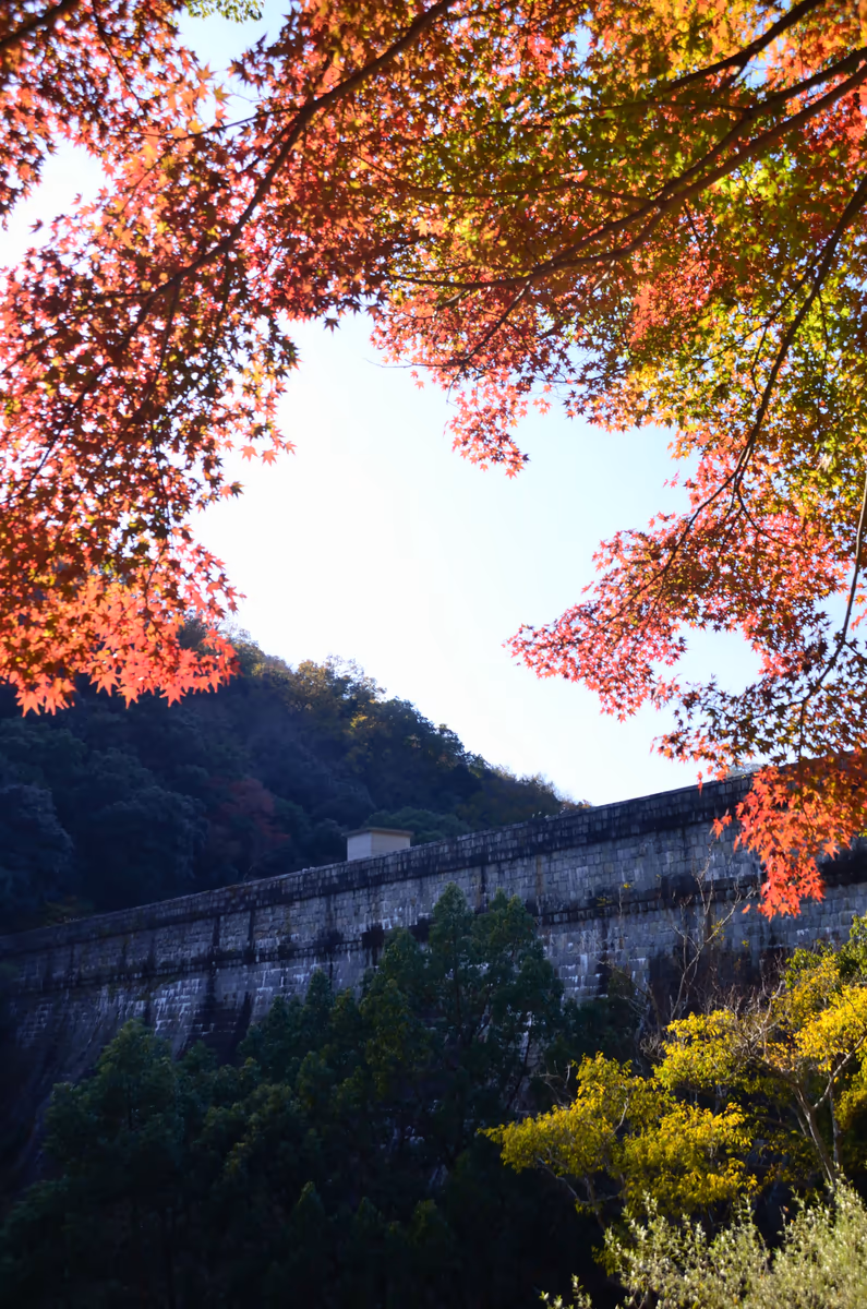 投稿写真：布引貯水池五本松堰堤の紅葉