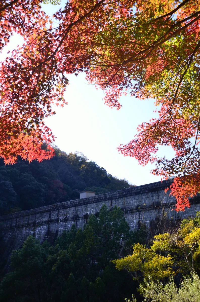 投稿写真：布引貯水池五本松堰堤の紅葉