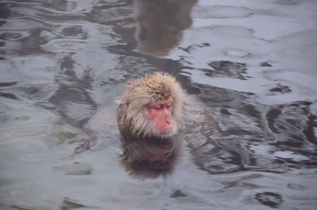投稿写真：ああ　いい湯だなぁ