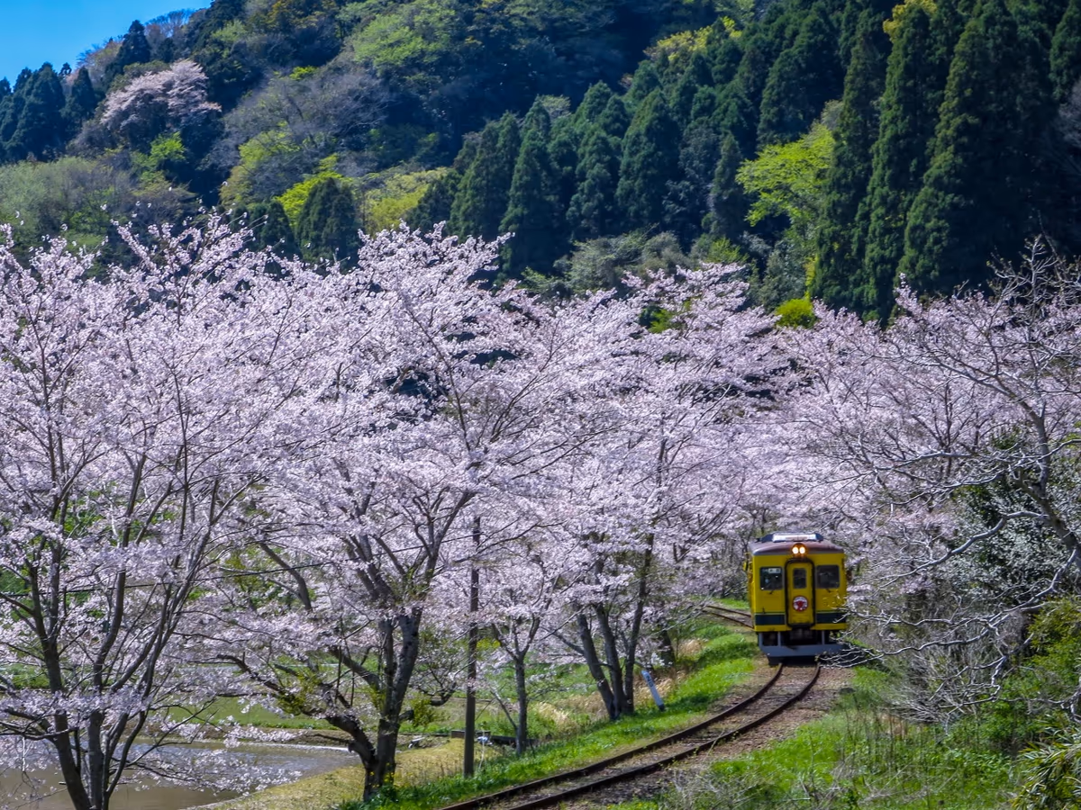 投稿写真：満開の桜のトンネルを進むいすみ鉄道