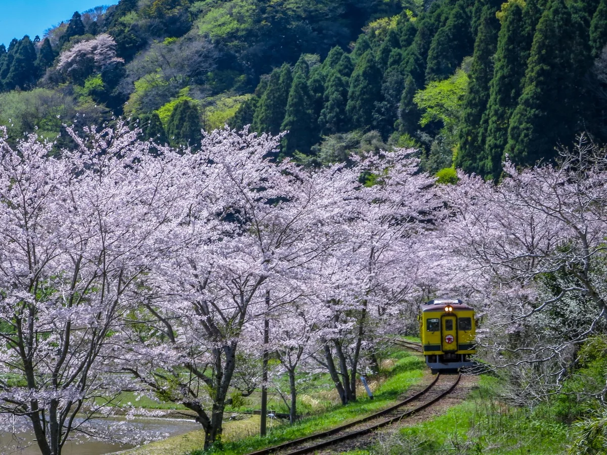 投稿写真：満開の桜のトンネルを進むいすみ鉄道