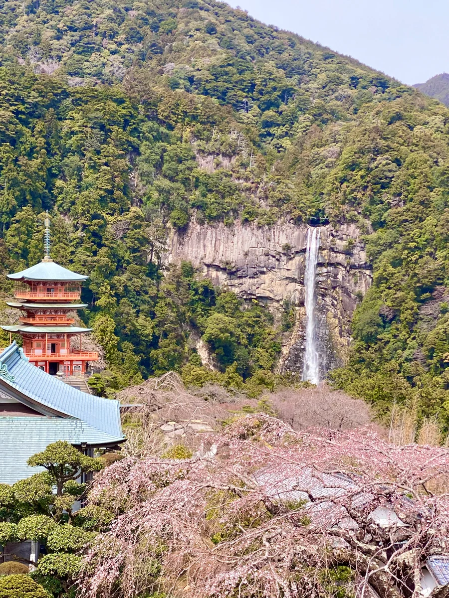 投稿写真：世界遺産 那智山青岸渡寺の春 那智の滝と桜