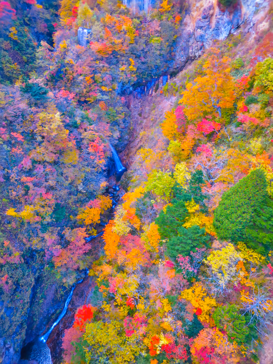 投稿写真：不動沢橋から見下ろしたつばくろ谷の紅葉