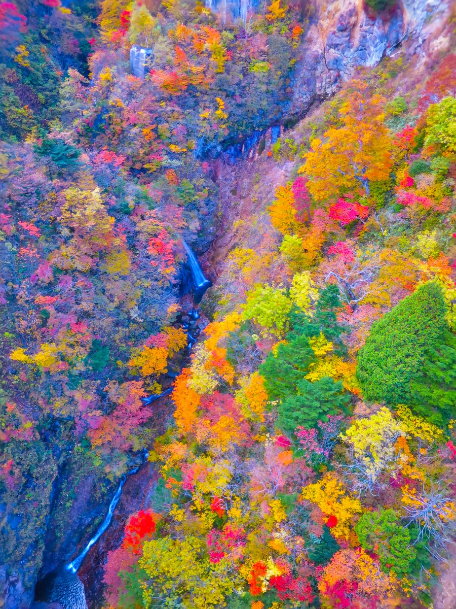 投稿写真：不動沢橋から見下ろしたつばくろ谷の紅葉