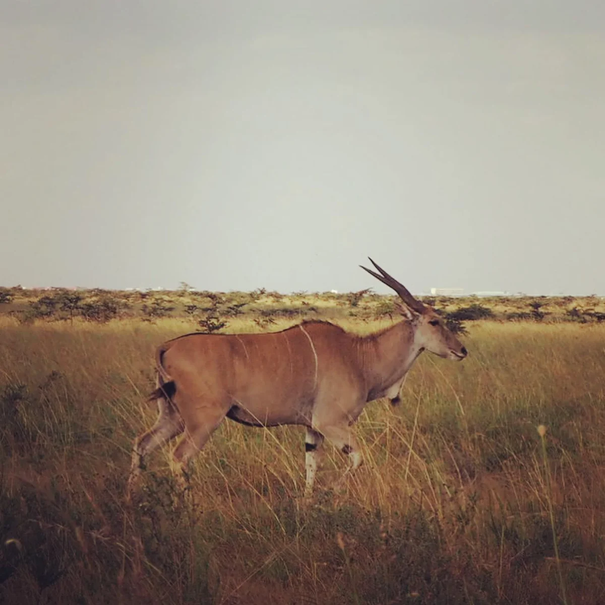 投稿写真：エランド