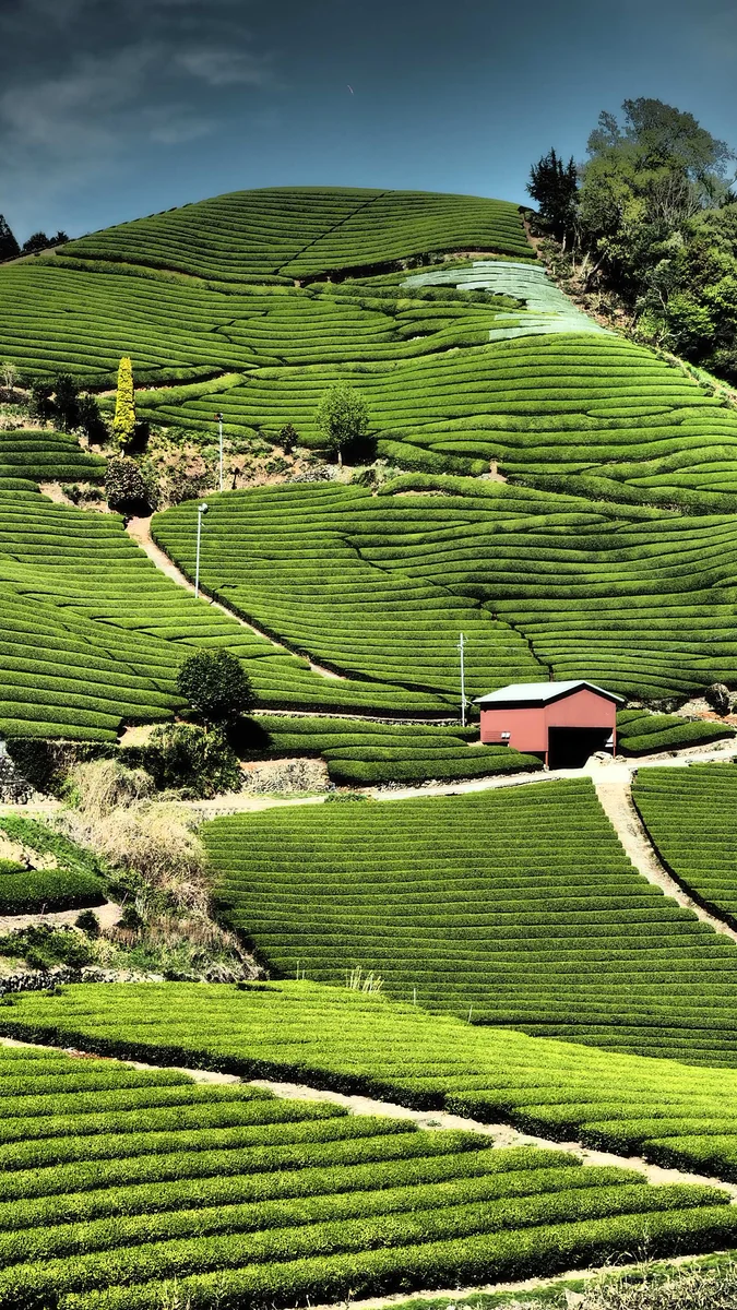 投稿写真：和束の茶畑