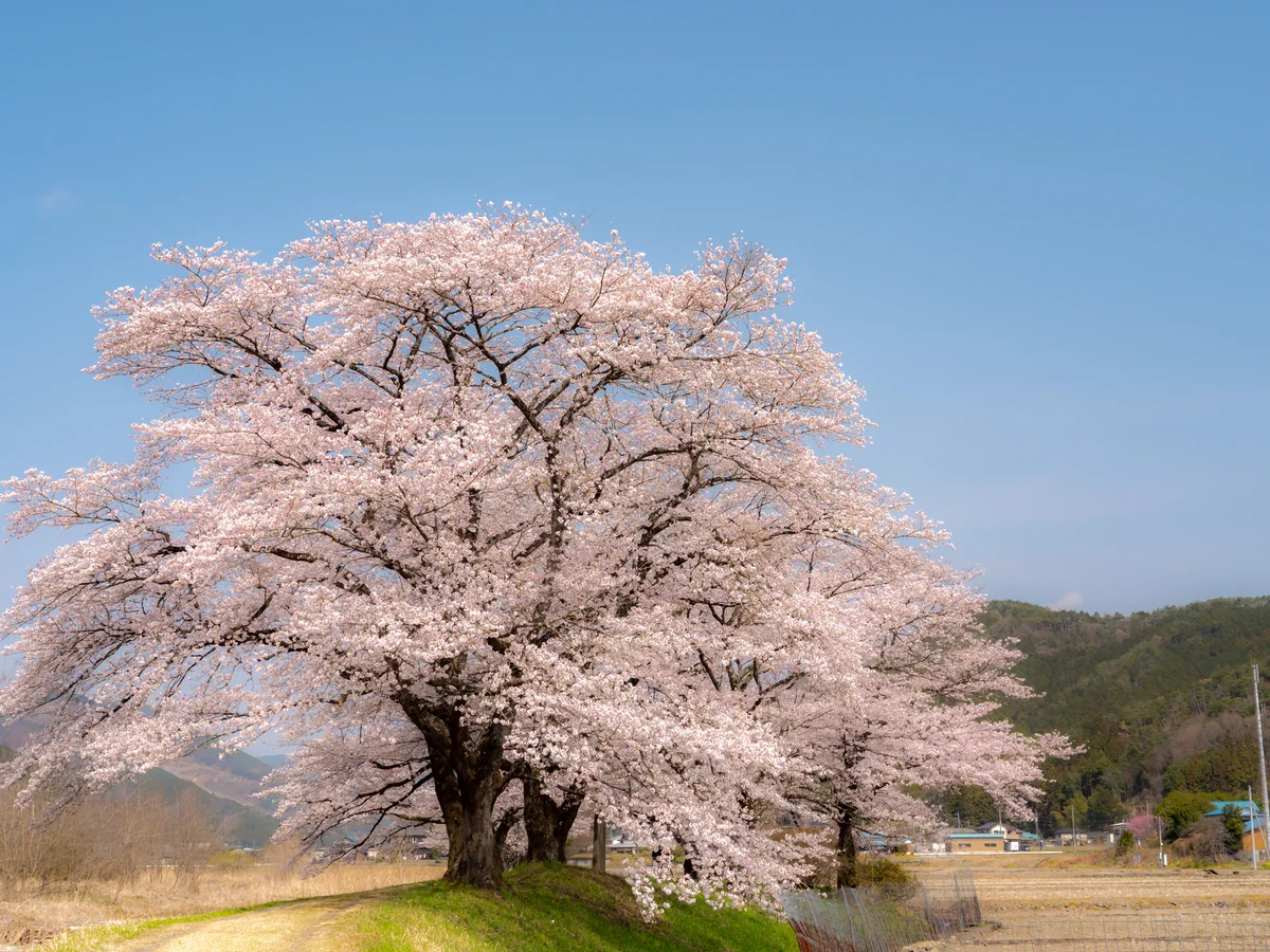投稿写真：佐柄見の桜