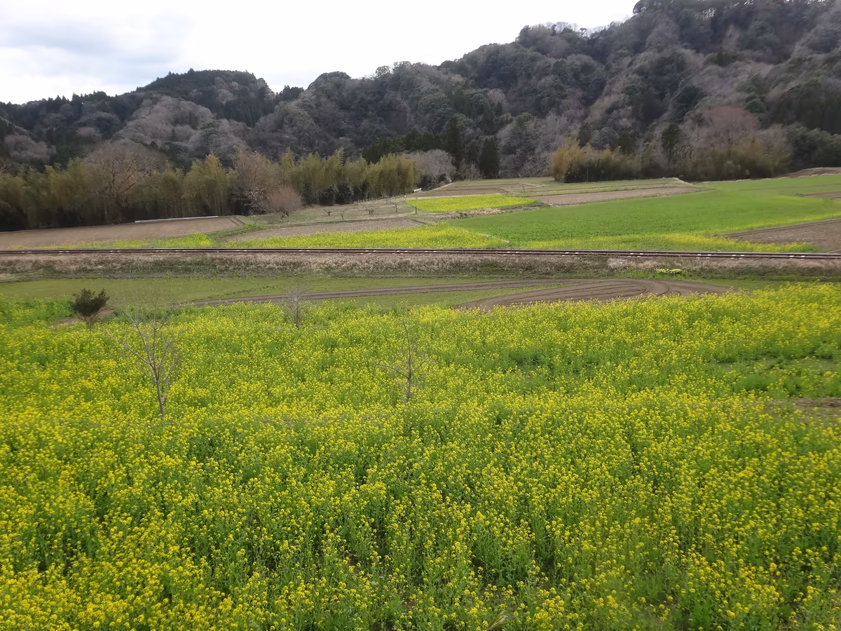 投稿写真：『石神の菜の花畑2018』／養老渓谷周辺