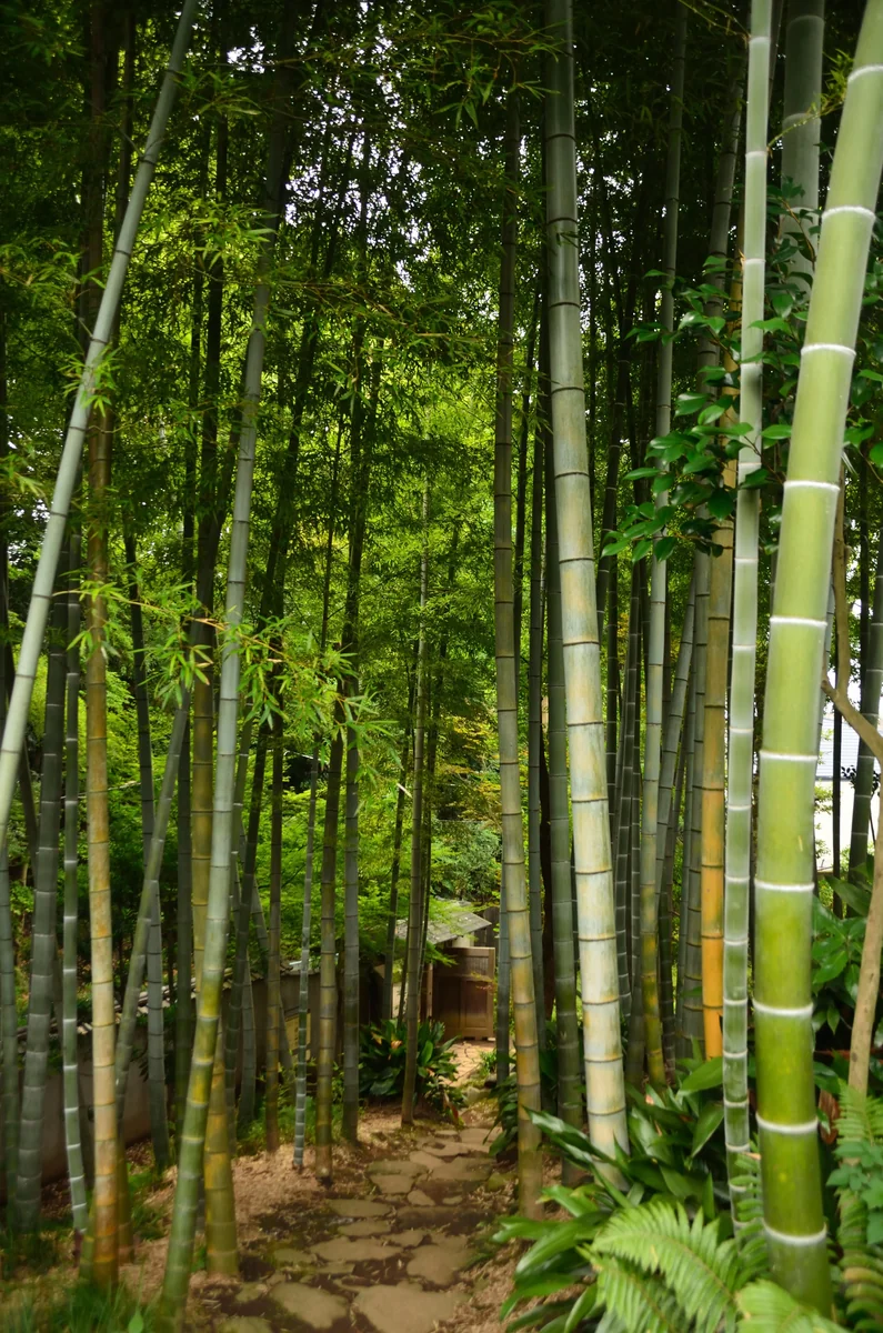 投稿写真：等々力渓谷　竹林の庭