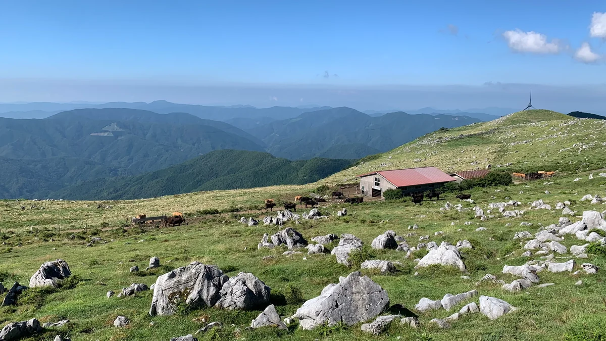 投稿写真：四国カルストの夏