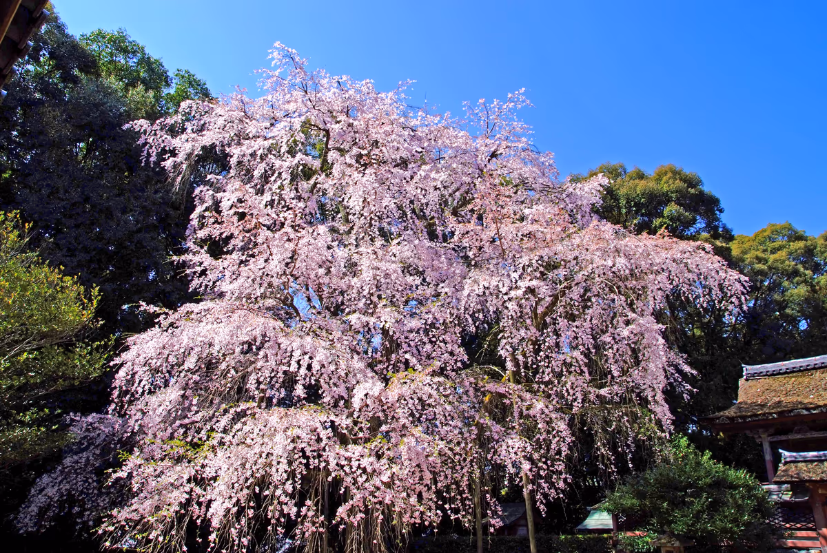 投稿写真：醍醐の桜よ