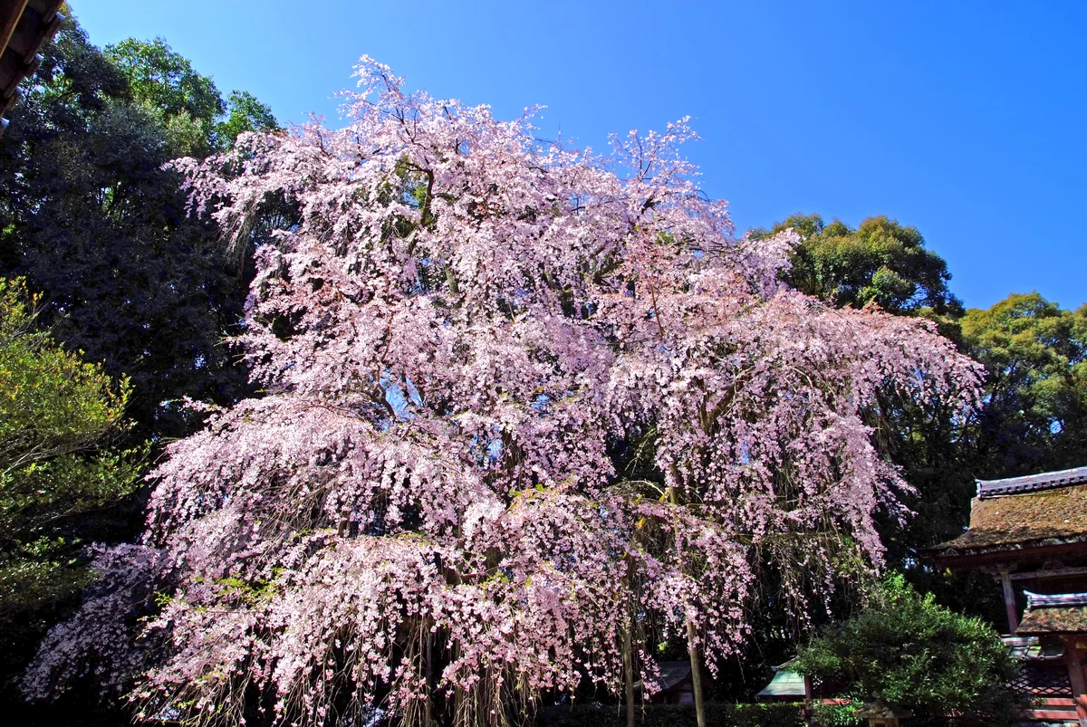 投稿写真：醍醐の桜よ