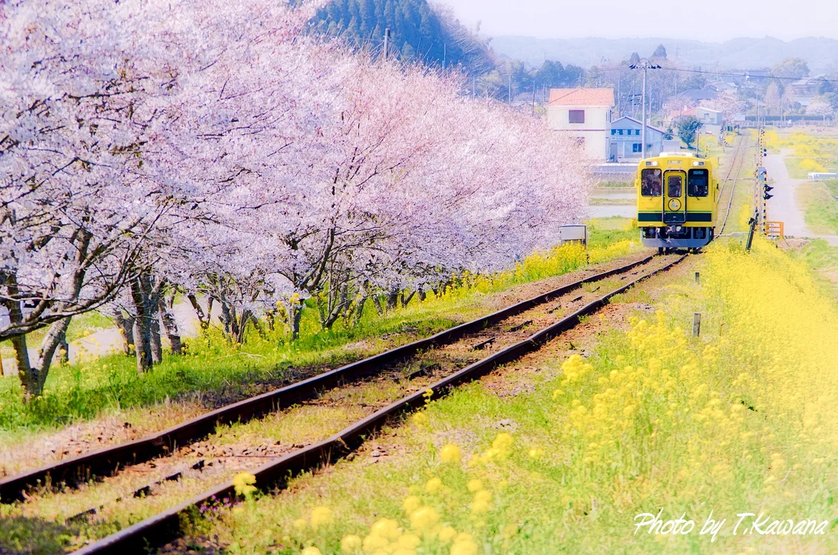 投稿写真：春色の坂を上る、房総いすみ鉄道ムーミン列車